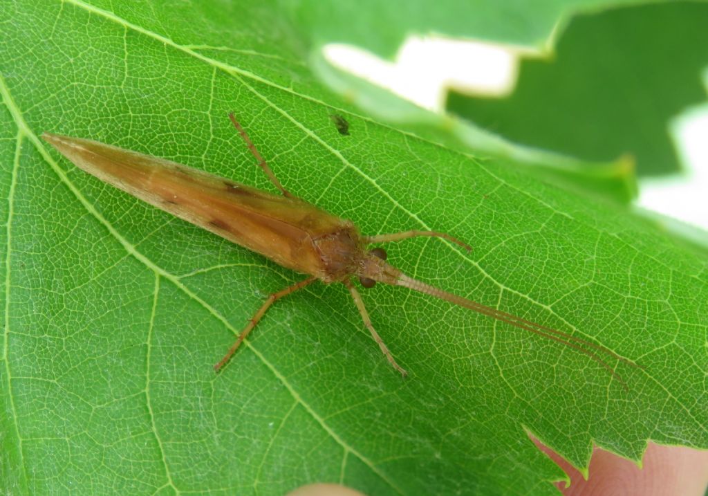 Limnephilus sp. (Limnephilidae)